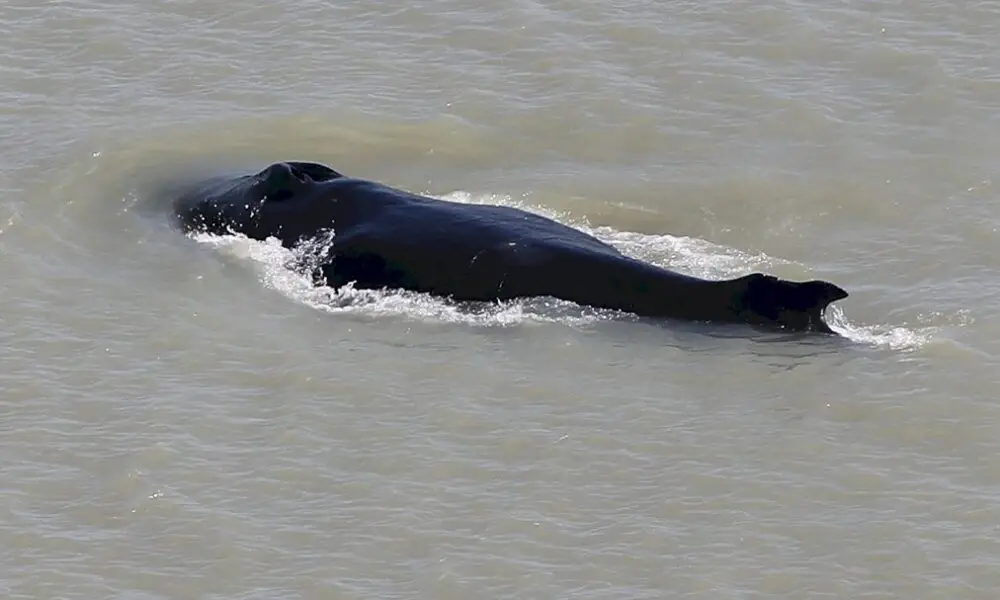 australie:-des-baleines-a-bosses-s’egarent-dans-une-riviere-infestee-de-crocodiles