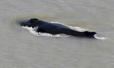 australie:-des-baleines-a-bosses-s’egarent-dans-une-riviere-infestee-de-crocodiles