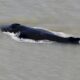 australie:-des-baleines-a-bosses-s&rsquo;egarent-dans-une-riviere-infestee-de-crocodiles
