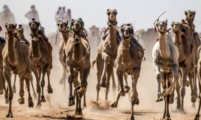 le-sinai-retrouve-ses-courses-de-chameaux-interrompues-par-le-coronavirus