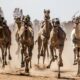 le-sinai-retrouve-ses-courses-de-chameaux-interrompues-par-le-coronavirus