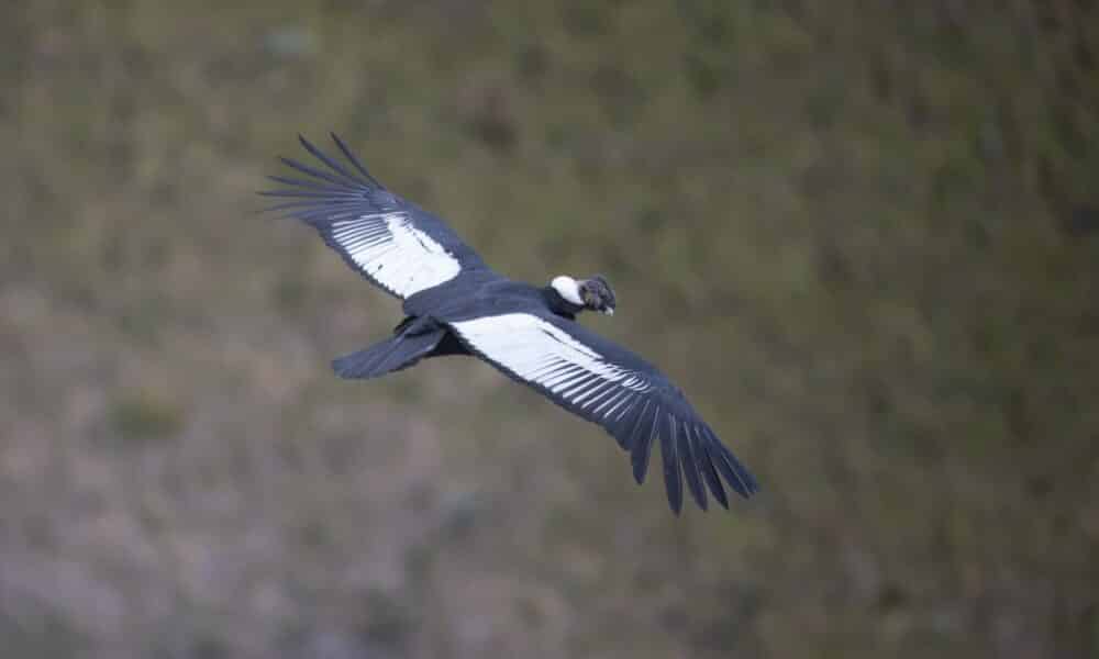 en-equateur,-un-couple-de-condors-des-andes-ravive-les-espoirs-sur-la-protection-de-l&rsquo;espece