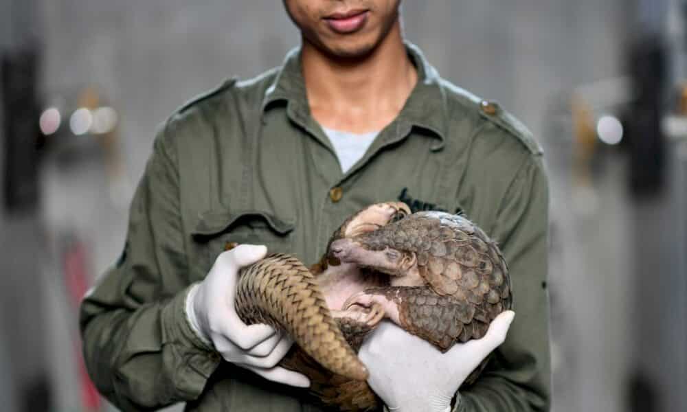 le-vietnam-durcit-la-lutte-contre-le-trafic-de-pangolins