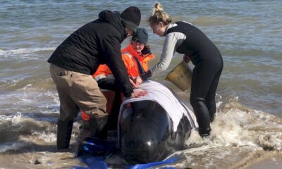 des-sauveteurs-australiens-contraints-d&rsquo;euthanasier-des-« dauphins-pilotes »-en-baie-de-tasmanie