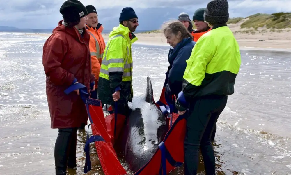 sinistre-besogne-pour-les-sauveteurs-des-« dauphins-pilotes »-en-tasmanie