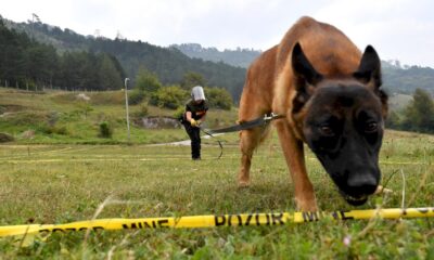 les-chiens-demineurs-de-bosnie-sur-les-fronts-du-monde-entier