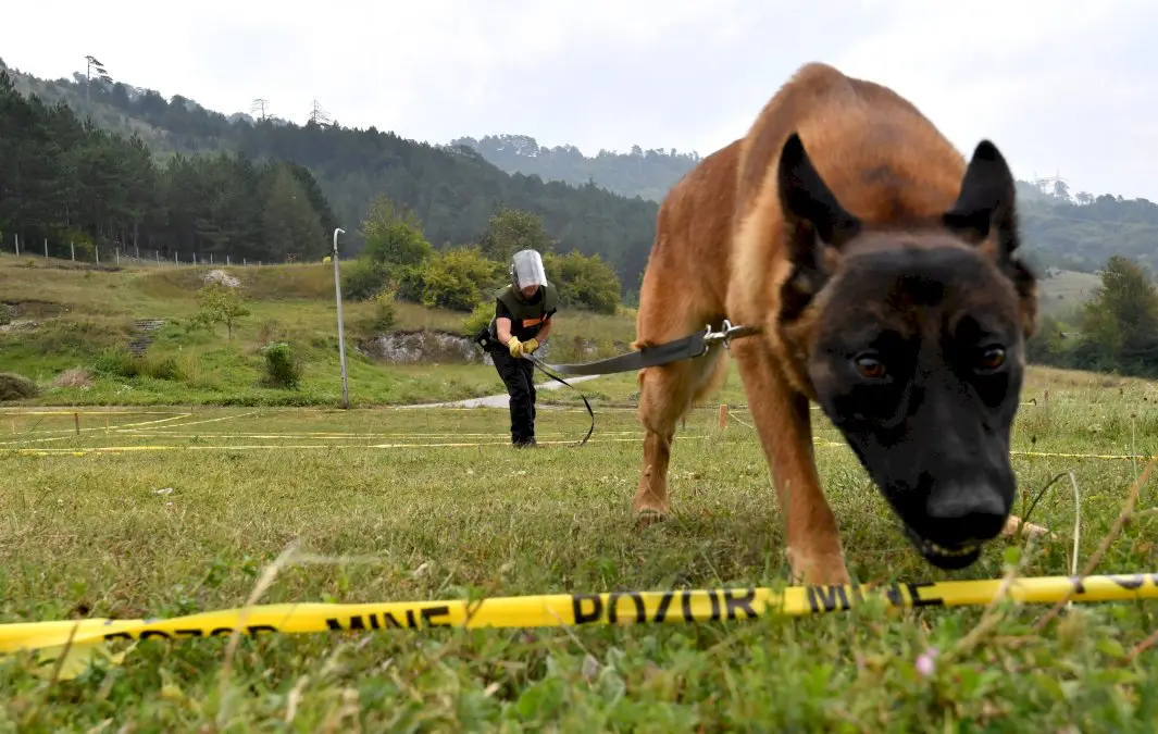 les-chiens-demineurs-de-bosnie-sur-les-fronts-du-monde-entier