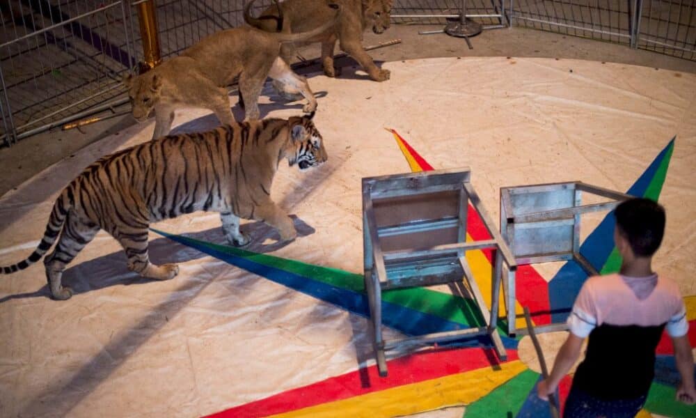 « fin-progressive »-des-animaux-sauvages-dans-les-cirques-itinerants