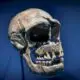 l’adn-herite-de-neandertal-peut-aggraver-des-formes-de-covid-19