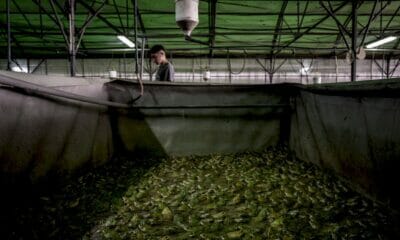 les-« froggies »-sautent-sur-les-grenouilles-francaises…-encore-trop-rares