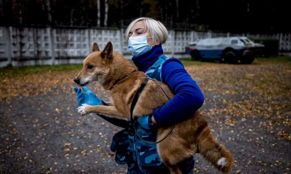 en-russie,-des-« chiens-chacals »-apprennent-a-detecter-le-covid