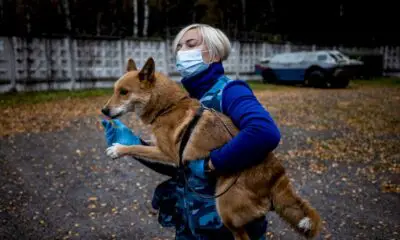 en-russie,-des-« chiens-chacals »-apprennent-a-detecter-le-covid