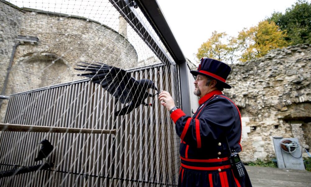 god-save-the-birds:-avec-le-« maitre-des-corbeaux »-de-la-tour-de-londres