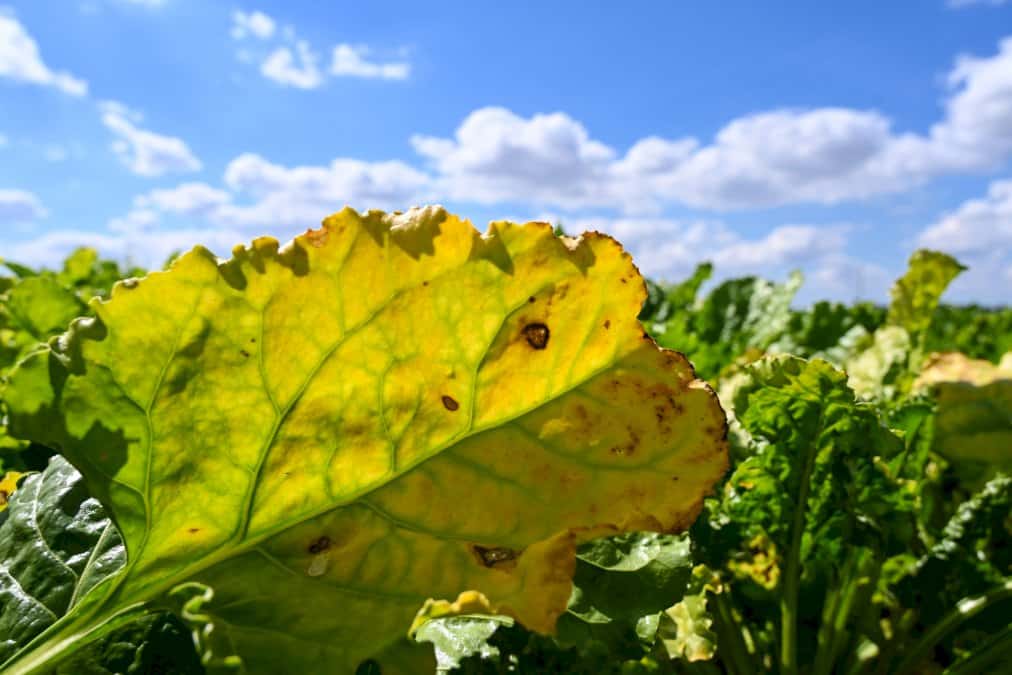filiere-betterave:-feu-vert-du-senat-au-retour-controverse-des-neonicotinoides