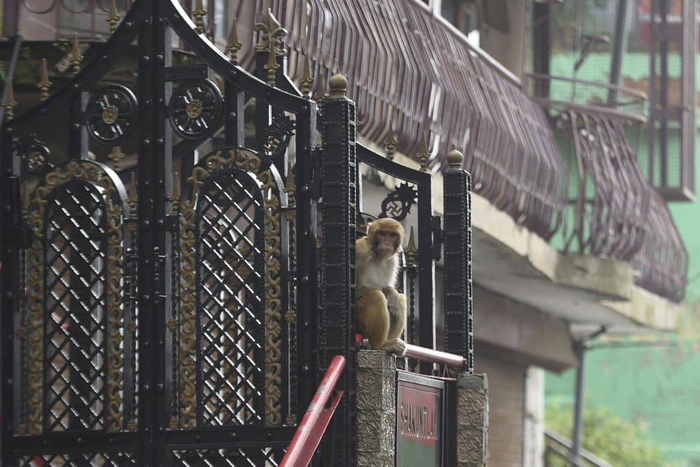 des-milliers-de-singes-terrorisent-une-ville-touristique-indienne