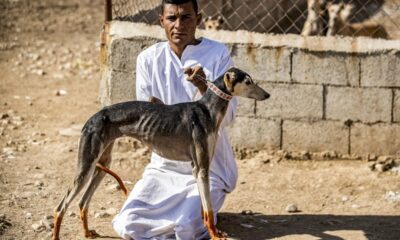 dans-la-syrie-en-guerre,-l&rsquo;elevage-de-levriers-pour-la-course-et-la-chasse