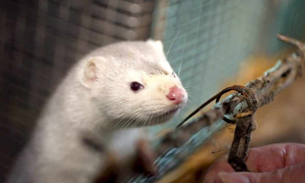 un-premier-elevage-de-visons-contamine-par-le-covid-19-en-france