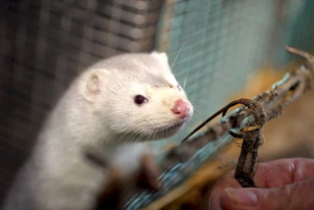 un-premier-elevage-de-visons-contamine-par-le-covid-19-en-france