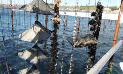 Thau : levée des restrictions de récolte, de commercialisation et de consommation des huîtres