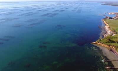 Cocktail de pesticides sur l’Étang de Thau
