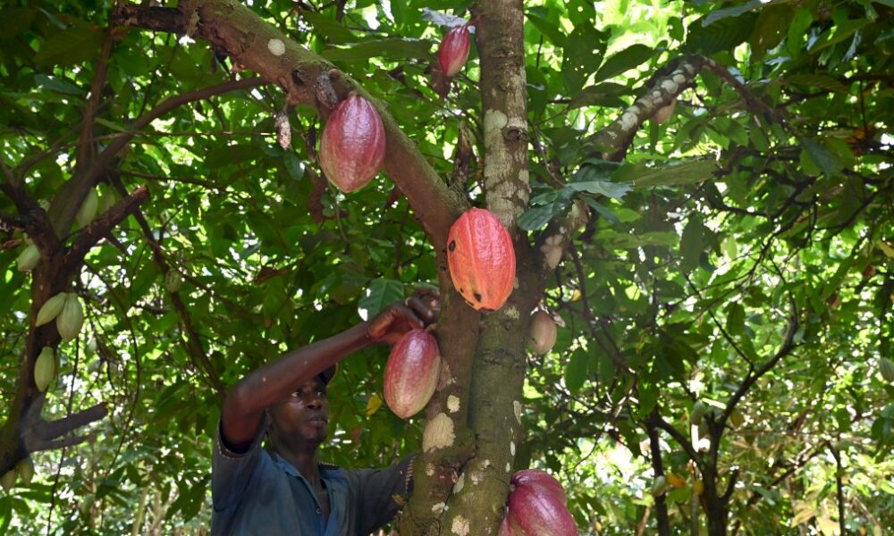cacao:-les-planteurs-ivoiriens-menacent-de-« boycott »-les-multinationales-du-chocolat