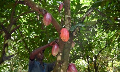 cacao:-les-planteurs-ivoiriens-menacent-de-« boycott »-les-multinationales-du-chocolat