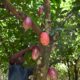 cacao:-les-planteurs-ivoiriens-menacent-de-« boycott »-les-multinationales-du-chocolat