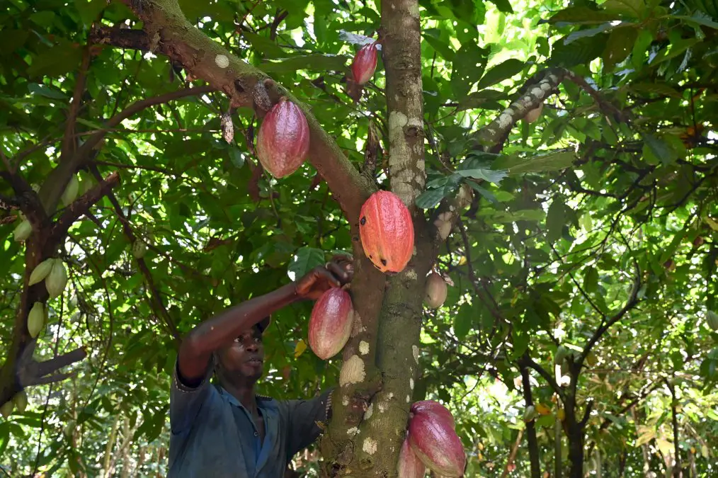cacao:-les-planteurs-ivoiriens-menacent-de-« boycott »-les-multinationales-du-chocolat