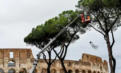 a-rome,-un-suceur-de-seve-venu-d’amerique-a-l’assaut-des-pins-parasols