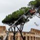 a-rome,-un-suceur-de-seve-venu-d&rsquo;amerique-a-l&rsquo;assaut-des-pins-parasols