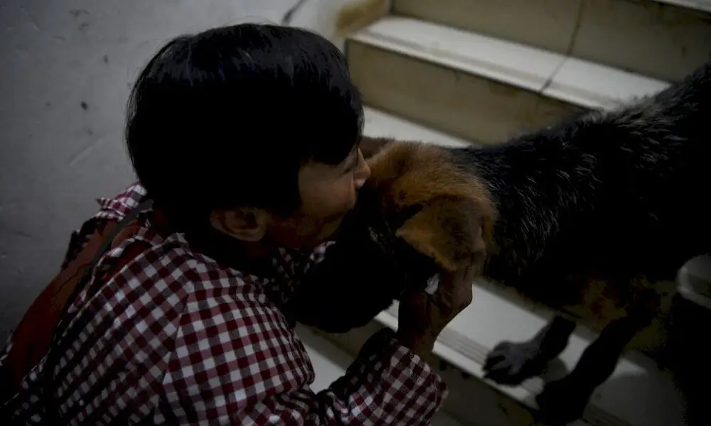 chine:-la-retraitee-qui-partage-sa-maison…-avec-1.300-chiens