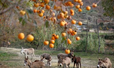 en-albanie,-ruee-sur-le-lait-d&rsquo;anesse-durant-la-pandemie