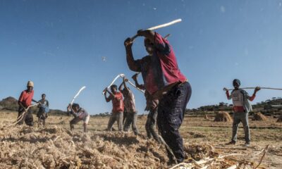 de-l&rsquo;eau-chaude-pour-remplir-les-estomacs:-au-tigre,-la-faim-apres-les-combats