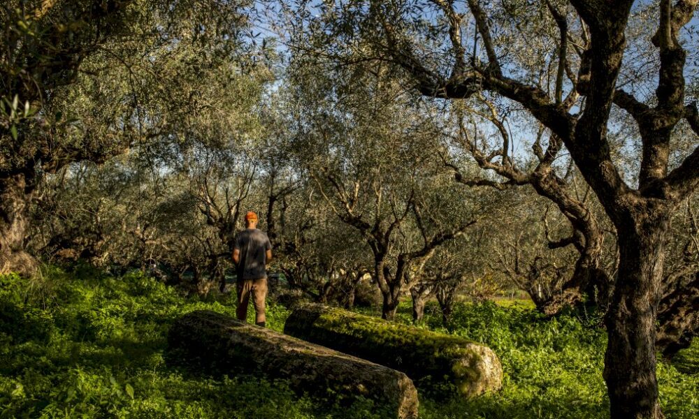dans-le-peloponnese,-la-recolte-des-olives-souffre-du-coronavirus