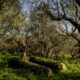dans-le-peloponnese,-la-recolte-des-olives-souffre-du-coronavirus