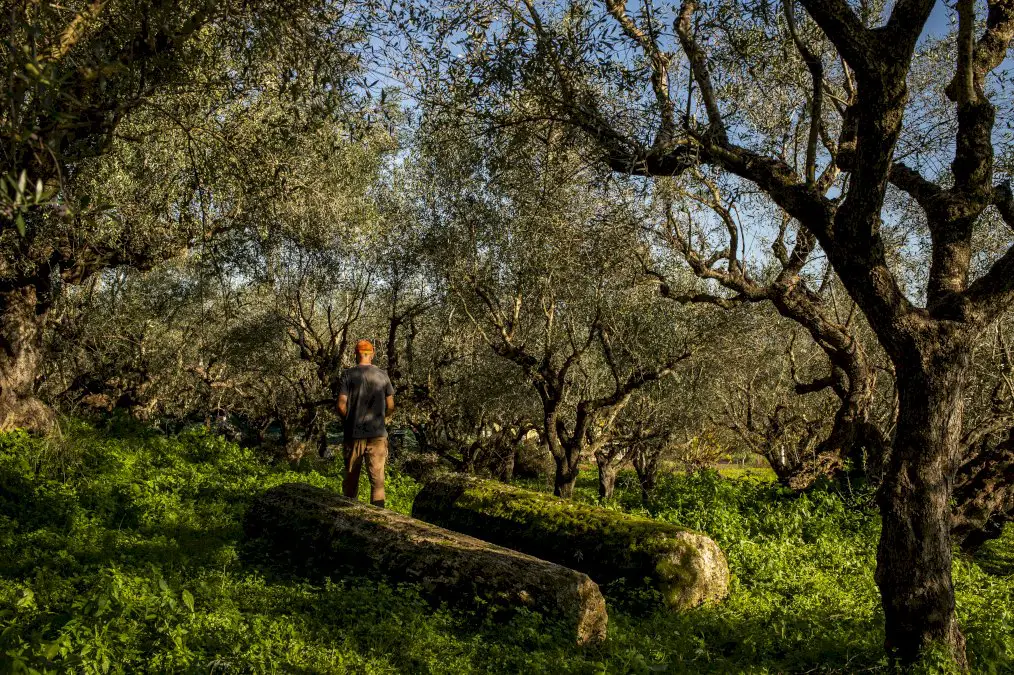 dans-le-peloponnese,-la-recolte-des-olives-souffre-du-coronavirus