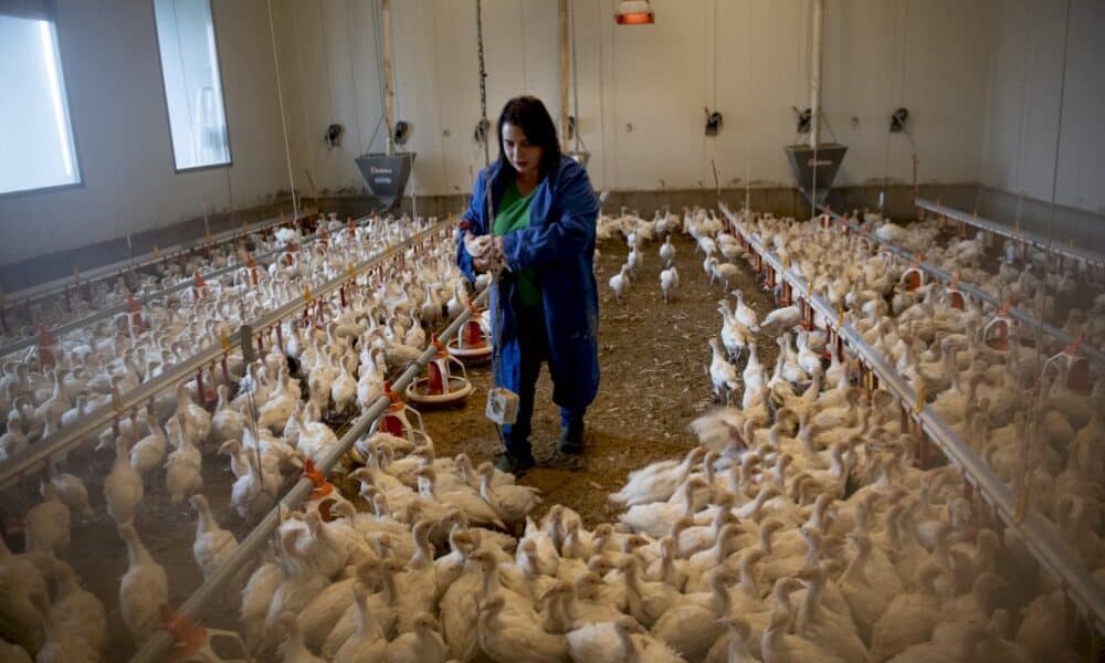 l&rsquo;autriche-defend-la-dinde,-grande-oubliee-du-bien-etre-animal