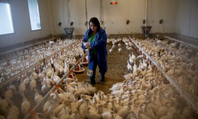 l&rsquo;autriche-defend-la-dinde,-grande-oubliee-du-bien-etre-animal