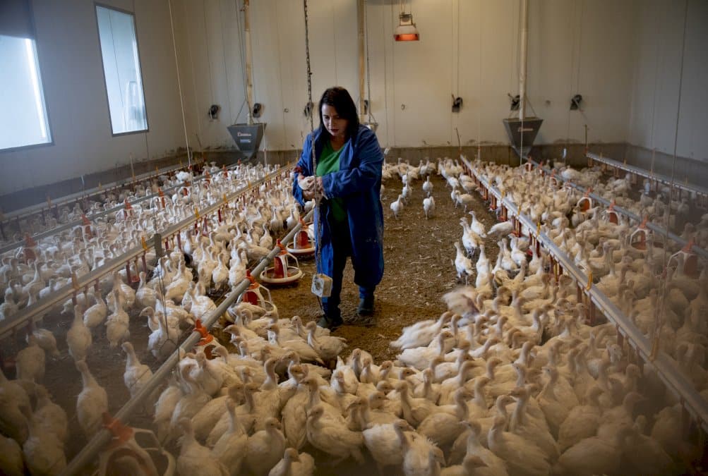 l&rsquo;autriche-defend-la-dinde,-grande-oubliee-du-bien-etre-animal