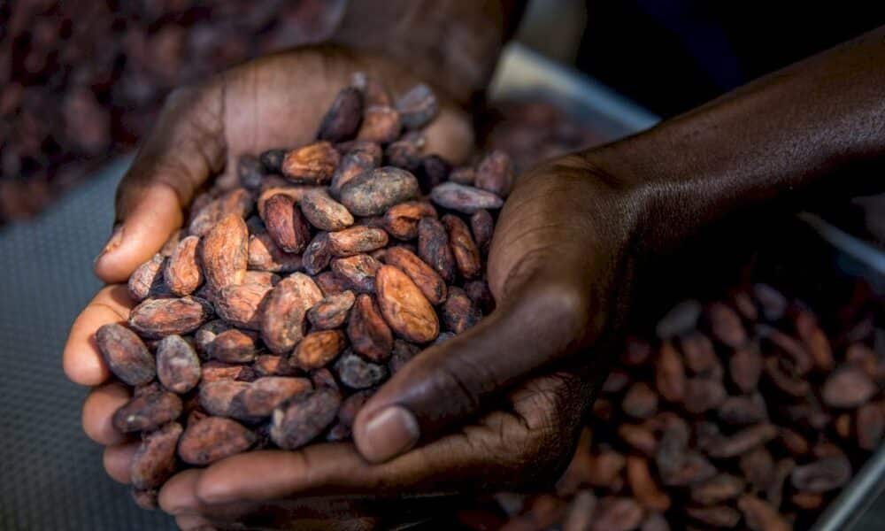 de-la-feve-a-la-tablette,-le-cacao-d&rsquo;haiti-veut-sa-place-a-l&rsquo;international