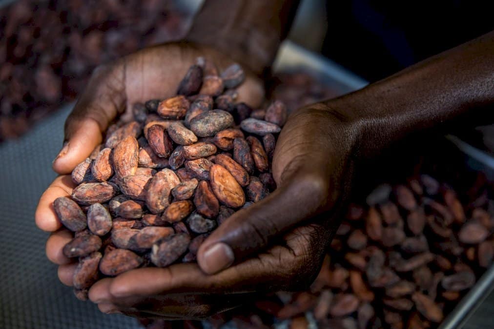 de-la-feve-a-la-tablette,-le-cacao-d&rsquo;haiti-veut-sa-place-a-l&rsquo;international
