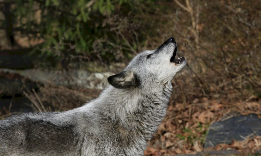 aux-etats-unis,-les-loups-risquent-d&rsquo;etre-aux-abois-a-cause-de-trump