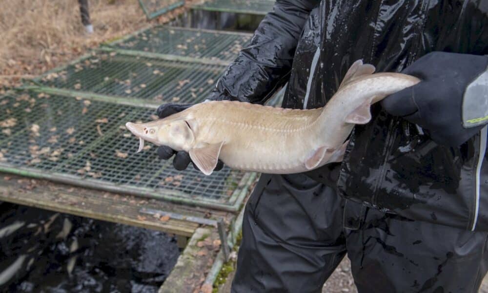 le-caviar-blanc,-tresor-inattendu-dans-les-alpes-autrichiennes