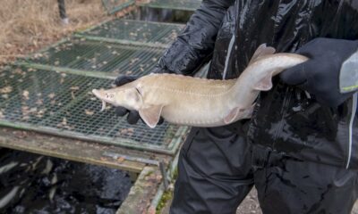 le-caviar-blanc,-tresor-inattendu-dans-les-alpes-autrichiennes