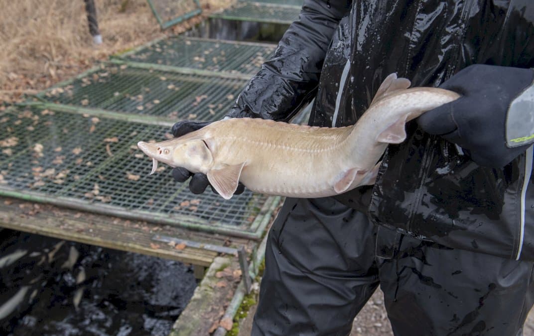 le-caviar-blanc,-tresor-inattendu-dans-les-alpes-autrichiennes