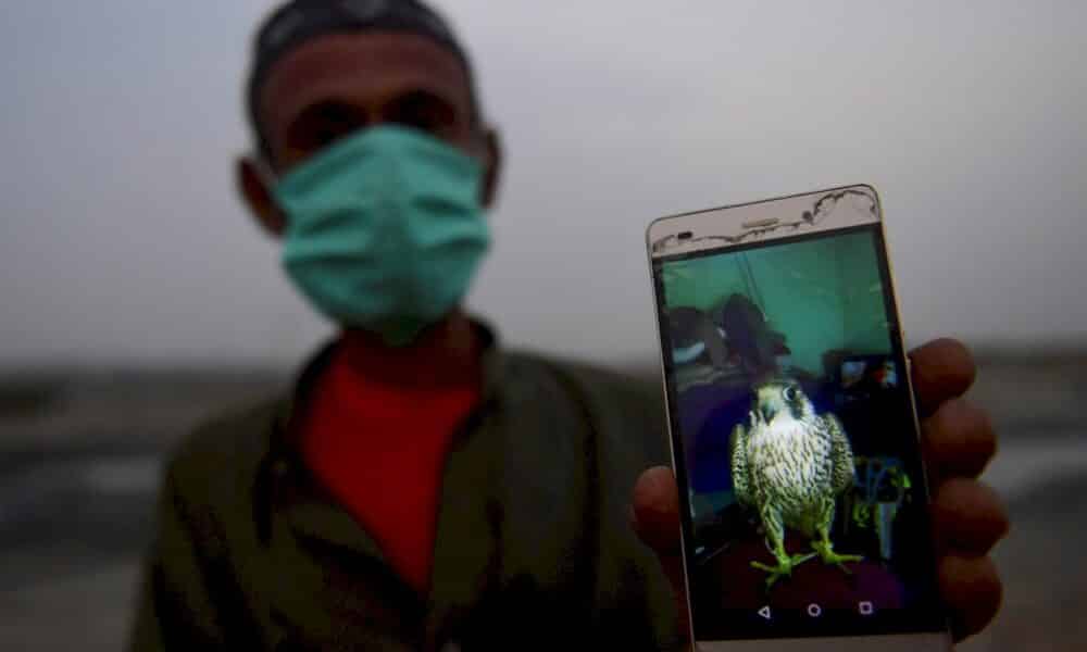 au-pakistan,-le-trafic-de-faucons-alimente-par-la-demande-des-pays-du-golfe