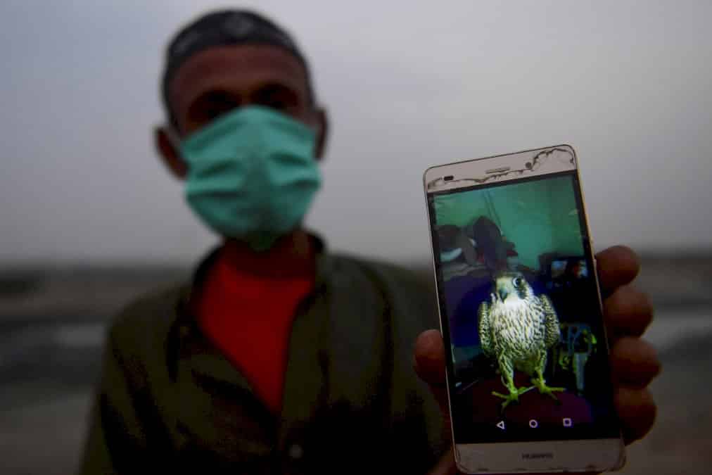 au-pakistan,-le-trafic-de-faucons-alimente-par-la-demande-des-pays-du-golfe