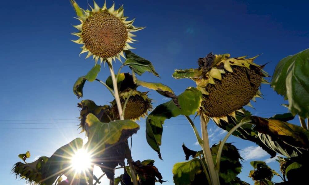 2020,-annee-la-plus-chaude-a-egalite-avec-2016