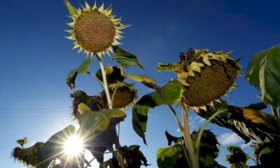 2020,-annee-la-plus-chaude-a-egalite-avec-2016