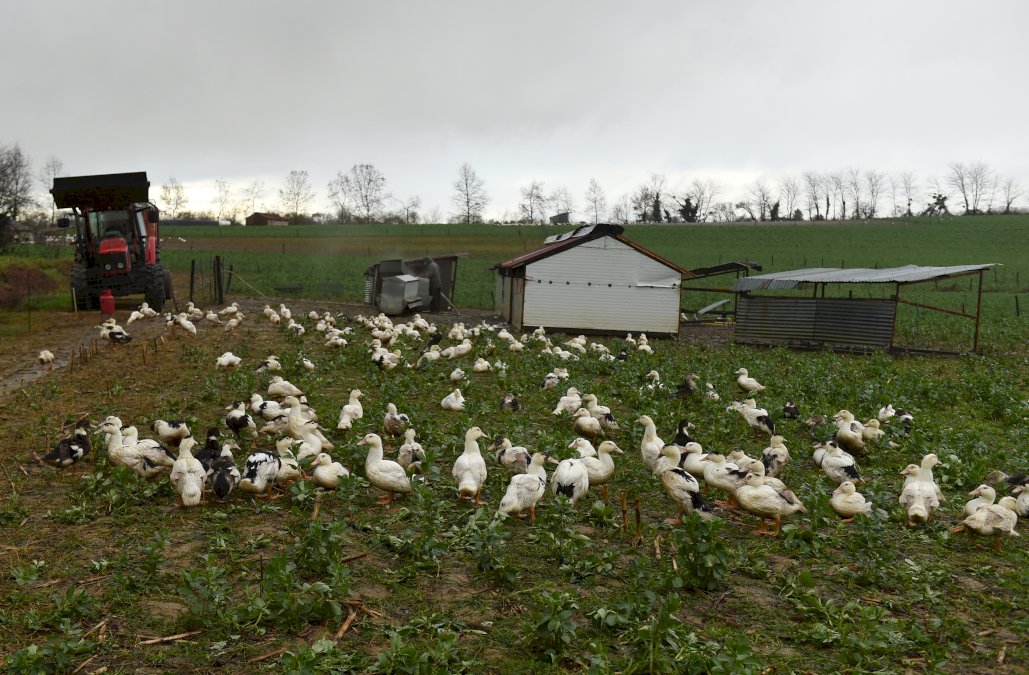 grippe-aviaire:-« des-centaines-de-milliers »-de-canards-vont-encore-etre-abattus,-predit-denormandie